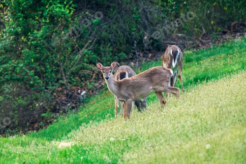 Preview: Deer Grazing in a Green Field