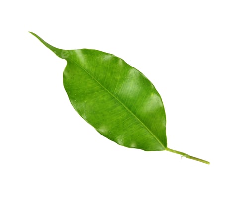 Preview: green leaf on a white