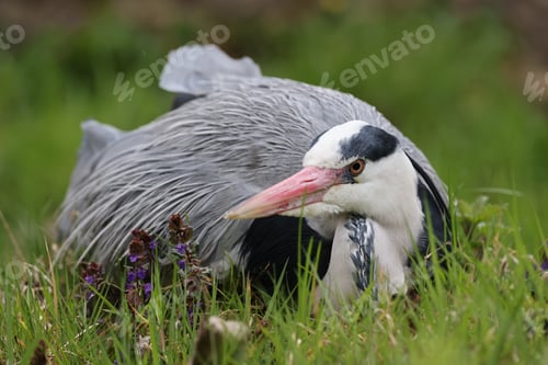 Preview: Close up view of Grey Heron (ardea cinerea)