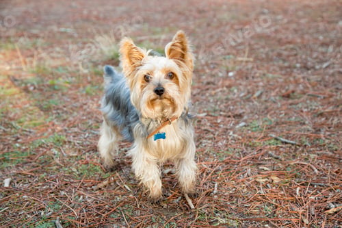 Preview: Portrait of a Yorkshire Terrier dog in the forest
