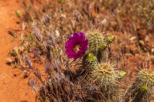 Preview: Purple Flower Blooms Next to a Cactus