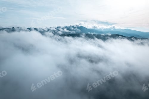 Preview: morning green forest and fog