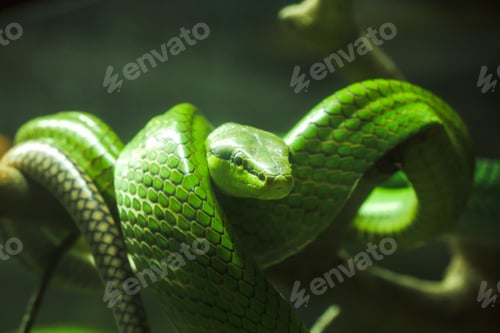 Preview: Gonyosoma oxycephalum, green body