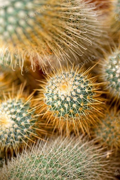 Preview: Close up of cactus