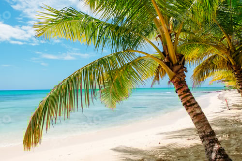 Preview: palm trees on Caribbean beach
