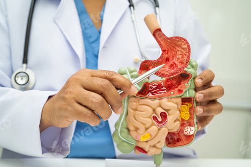 Preview: Digestive system with stomach and intestine, Asian doctor holding human