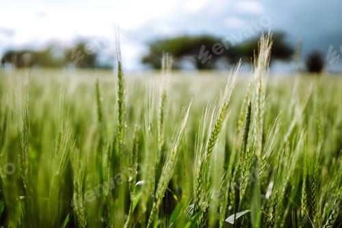 Preview: Green wheat field. Ripening ears of wheat field. Sunset light. Nice summer day