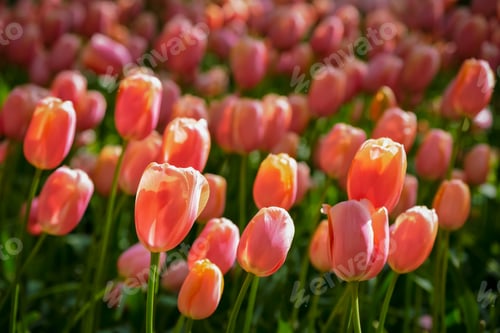 Preview: Blooming tulips flowerbed in Keukenhof flower garden, Netherlands