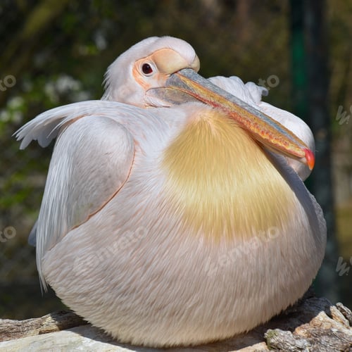 Preview: Large pelican with yellow plumage perched atop a wooden pole