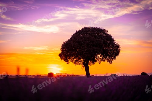 Preview: Sunset in a lavender field with a beautiful tree, Brihuega. Guadalajara, Spain.