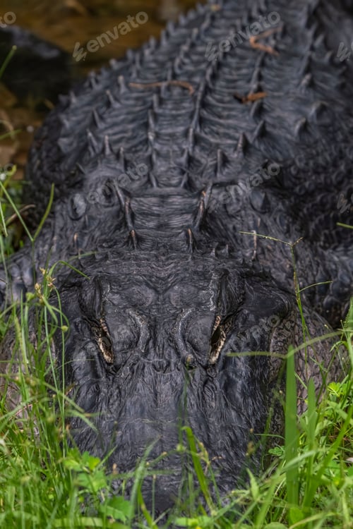 Preview: Close-up of an alligator's head peeking through grass, showcasing its textured skin and eyes.