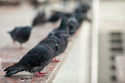 Preview: gray pigeons