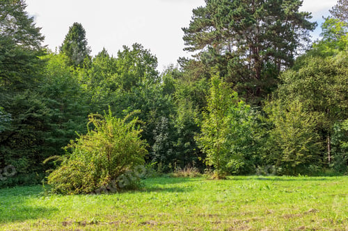 Preview: green trees and grass Large glade in autumn day