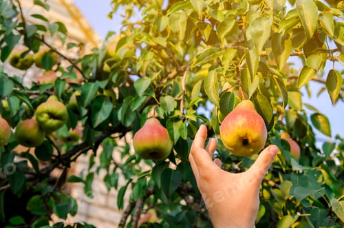 Preview: The farmer harvests ripe pears in the garden.