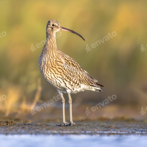 Preview: Eurasian curlew wading in tidal marsh waddensea