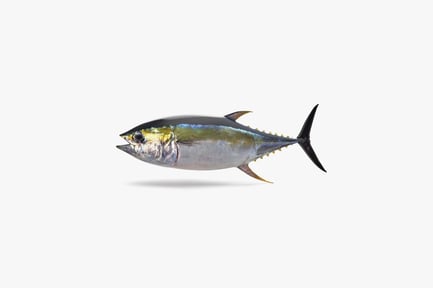 Preview: Yellowfin Tuna: Detailed Ocean Predator