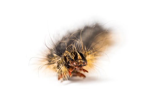 Preview: Front view of the Caterpillar of a Lymantria dispar, the gypsy moth against a white background