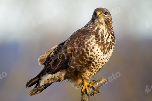 Preview: Smiling common buzzard resting on the branch on the meadow in winter