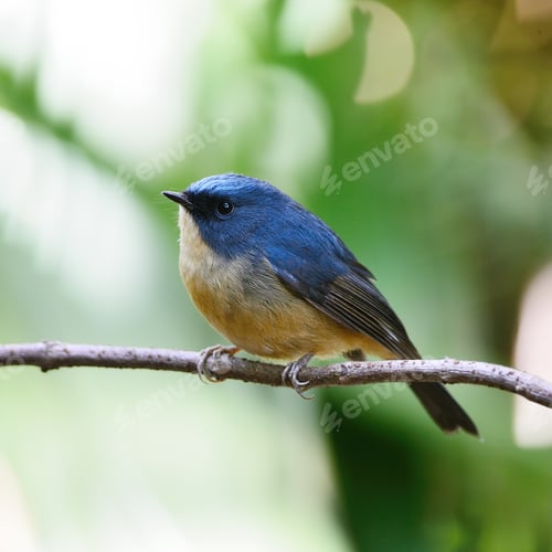 Preview: male Slaty-blue Flycatcher