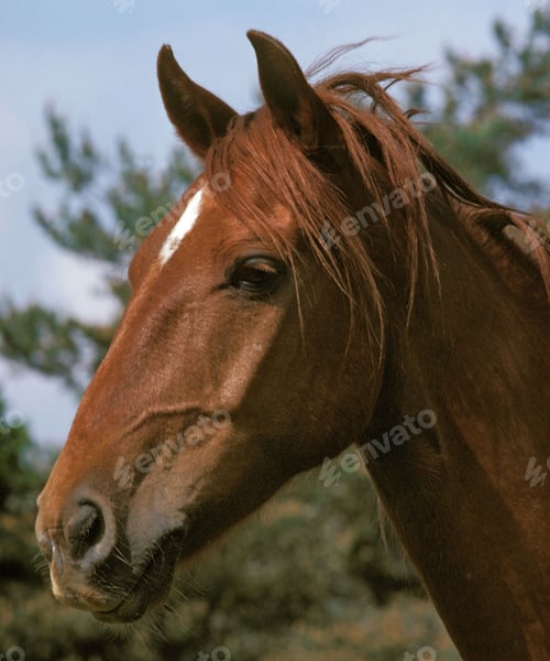 Preview: horse, mare, wilderness, stallion