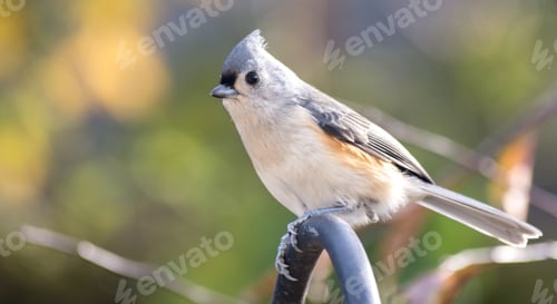 Preview: Backyard birds, close up of tufted titmouse perched on a bird feeder