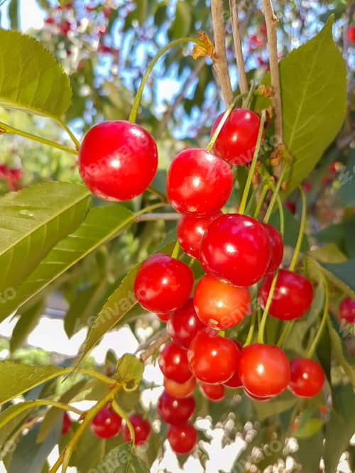 Preview: Cluster of ripe cherries on cherry tree