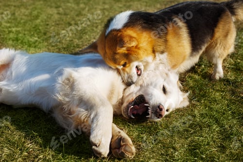 Preview: Welsh Corgi Pembroke and Golden Retriever playing in the garden on grass. Dods have fun