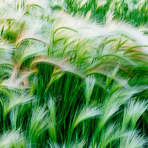 Preview: Green grasses blowing in the wind, in Glacier national park.