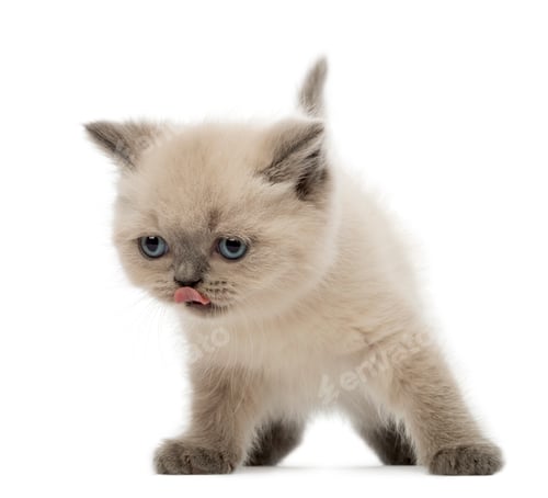 Preview: British Shorthair Kitten licking its nose, 9 weeks old, against white background