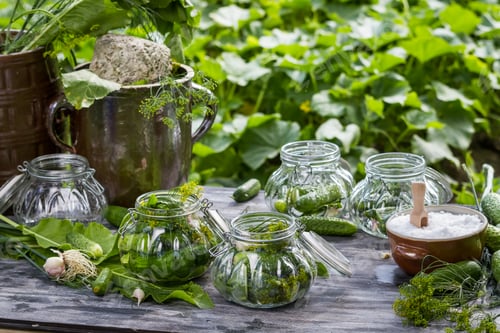 Preview: Fresh pickling cucumbers in the countryside