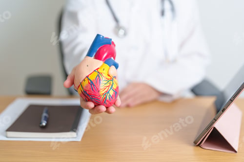 Preview: Doctor with human Heart anatomy model and tablet.