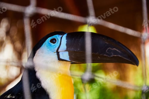 Preview: Beautiful Toucan in captivity
