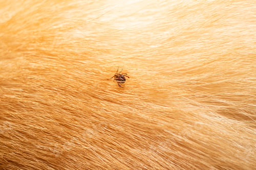 Preview: Ticks on dog hair. Ticks sucking dog blood. Dangerous insect mite, encephalitis, lyme disease