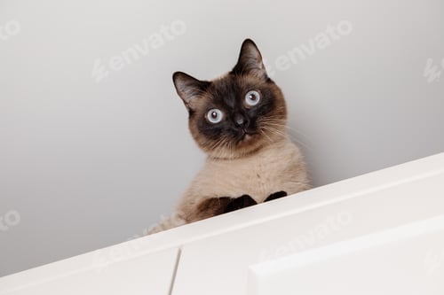 Preview: Siamese cat perches calmly on a kitchen, looking down with piercing blue eyes. Lifestyle with cat. P