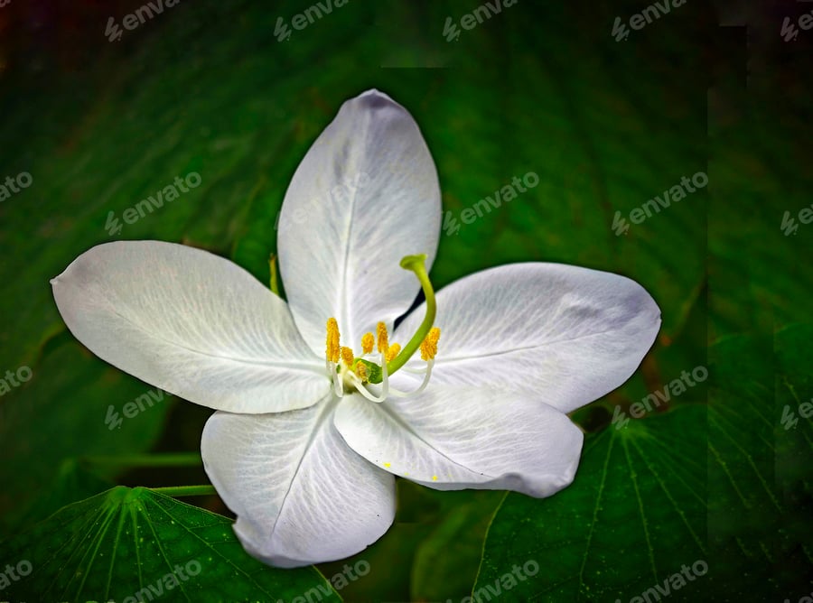 Cover for Closeup shot of a dwarf white bauhinia surrounded by green foliage