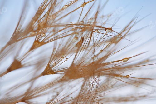 Preview: Dandelion with Water Drops Filtered