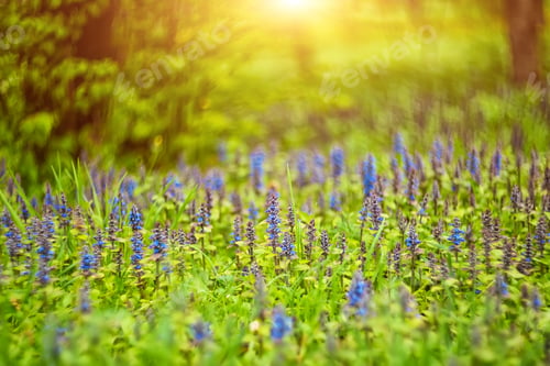 Preview: thyme wild thyme or creeping thyme