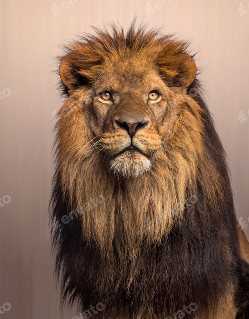 Preview: Lion looking up, Panthera Leo on brown background