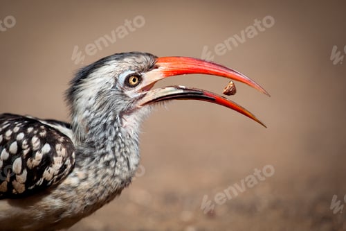 Preview: Side profile of a southern red-billed hornbill, Tockus rufirostris, beak open with seed between,
