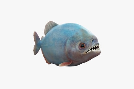 Preview: Piranha lateral view with open mouth