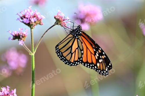 Monarch Butterfly Feeds on a Purple Flower