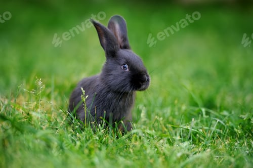 Preview: Rabbit