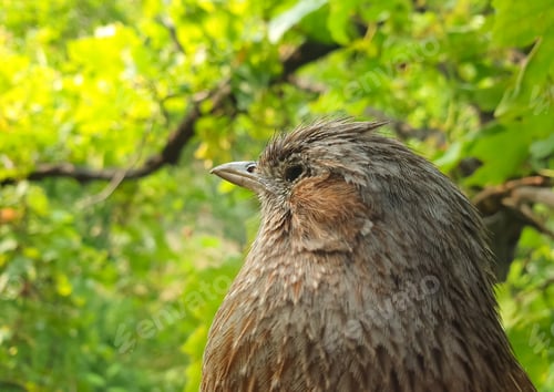 Preview: Closeup shot of a bird sitting on tree in outdoor