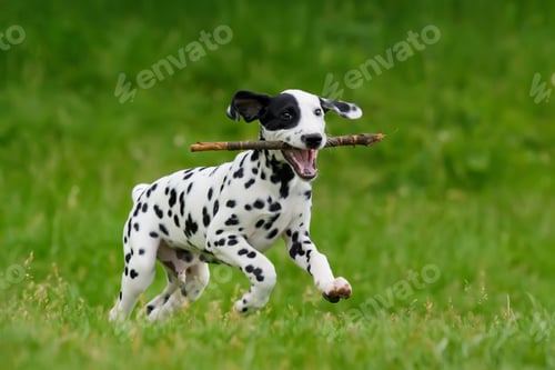 Preview: Dalmatian dog outdoors in summer