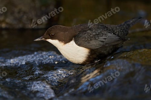 Preview: White-throated dipper (Cinclus cinclus)