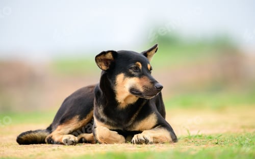 Preview: Cute dog lying on the ground and resting and looking away.