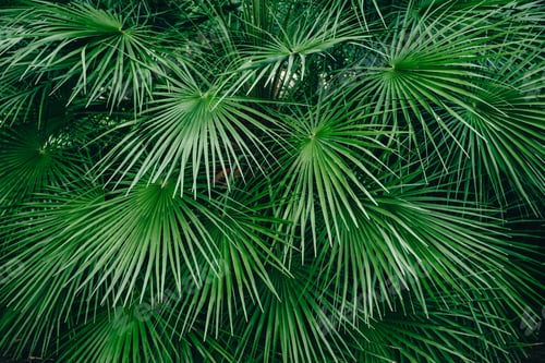 Preview: Green palm leaves. Natural background of tropical forest
