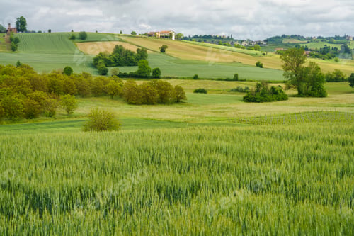 Preview: Landscape of Monferrato near Calliano at springtime