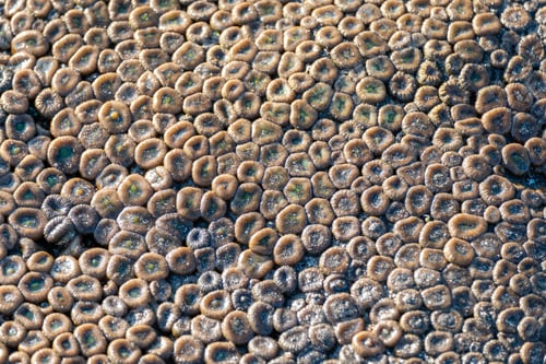 Preview: Sea anemone with sand on seashore