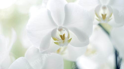 Preview: orchid, petal, colours, lovely, background